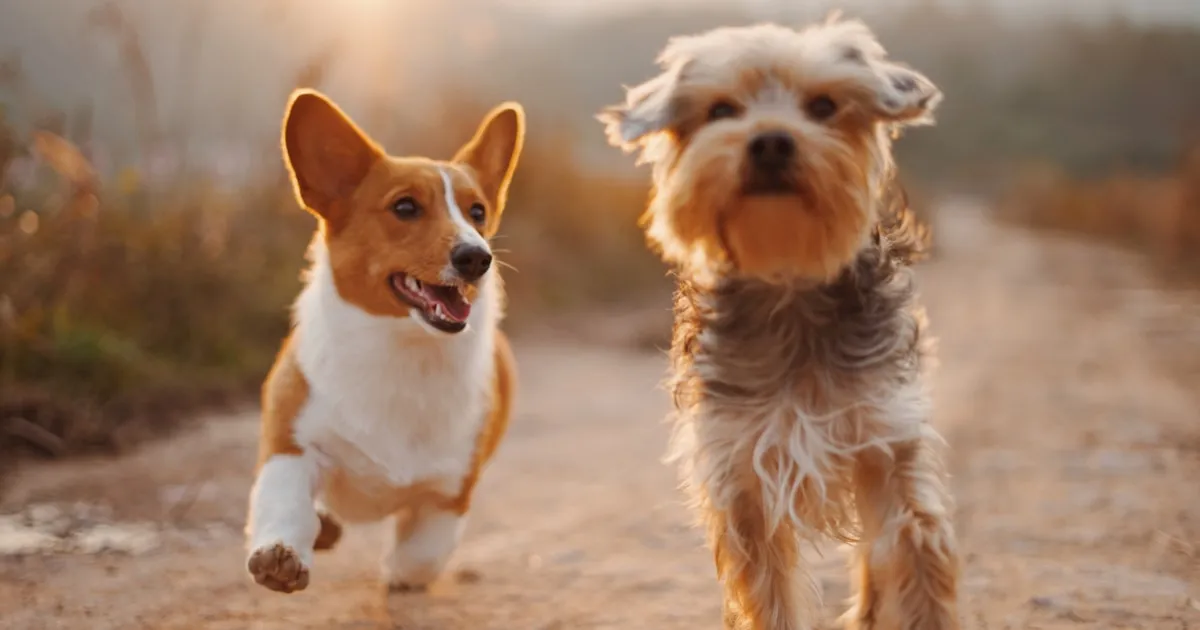 Caso Studio: Centro Veterinario da 50 a 150 Recall al Mese