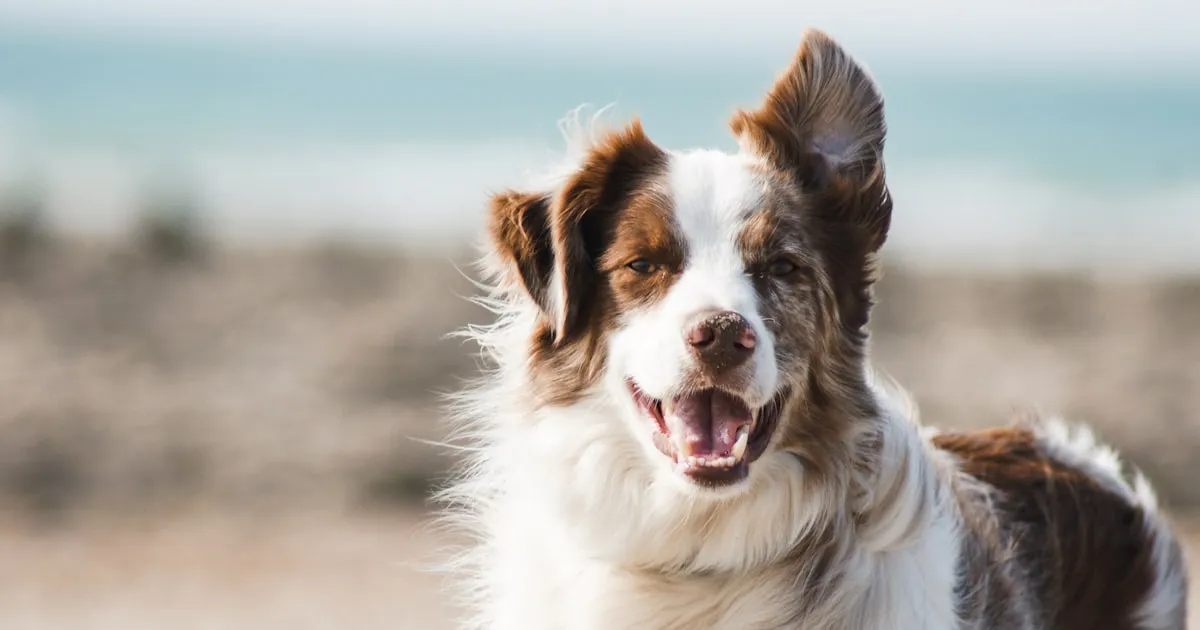 Come Gestire i Richiami per Toelettature e Pet Shop